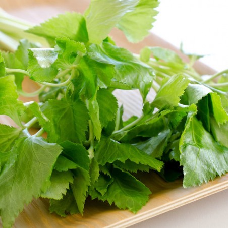 PERSIL JAPONAIS MITSUBA Cryptotaenia japonica
