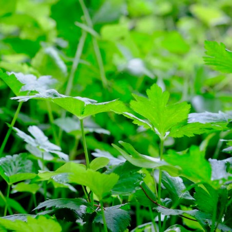 PERSIL JAPONAIS MITSUBA Cryptotaenia japonica