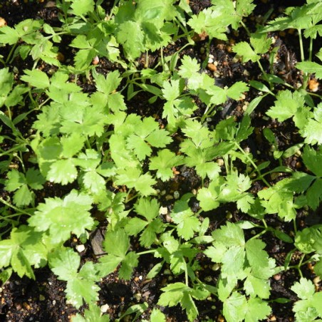 PERSIL JAPONAIS MITSUBA Cryptotaenia japonica
