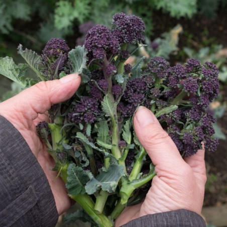 CHOU BROCOLI rustique EARLY PURPLE