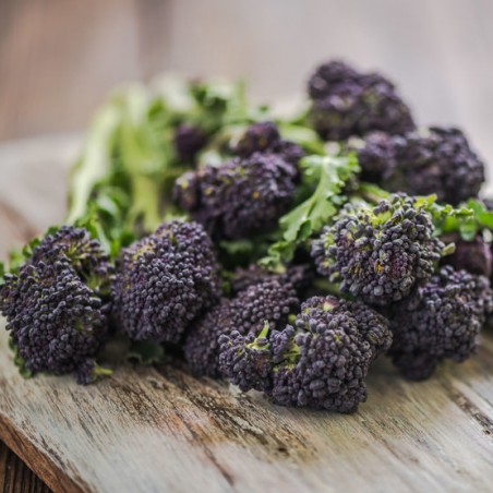 CHOU BROCOLI rustique EARLY PURPLE