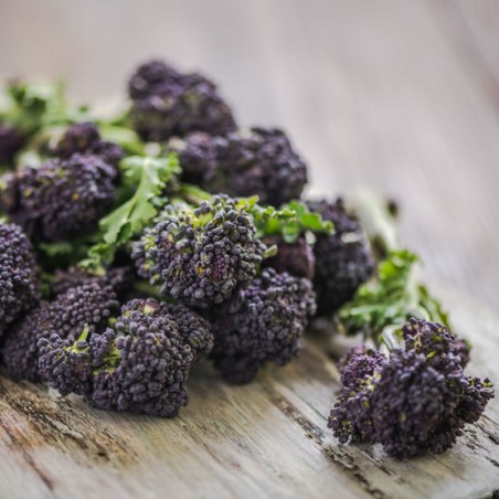 CHOU BROCOLI rustique EARLY PURPLE