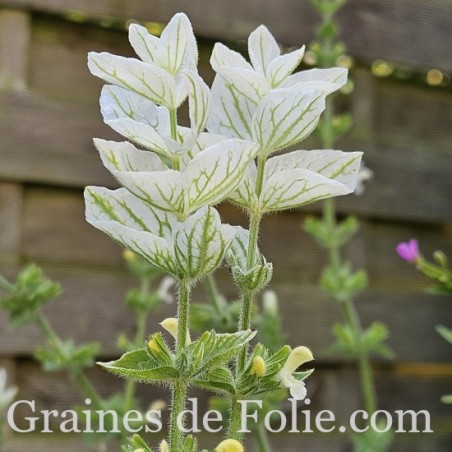 SAUGE HORMIN WHITE SWAN Salvia viridis