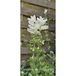 SAUGE HORMIN WHITE SWAN Salvia viridis