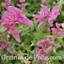 SAUGE HORMIN PINK SUNDAE Salvia viridis