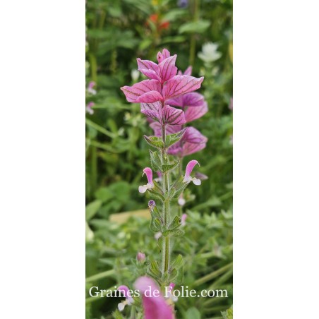SAUGE HORMIN PINK SUNDAE Salvia viridis