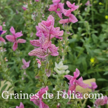 SAUGE HORMIN PINK SUNDAE Salvia viridis