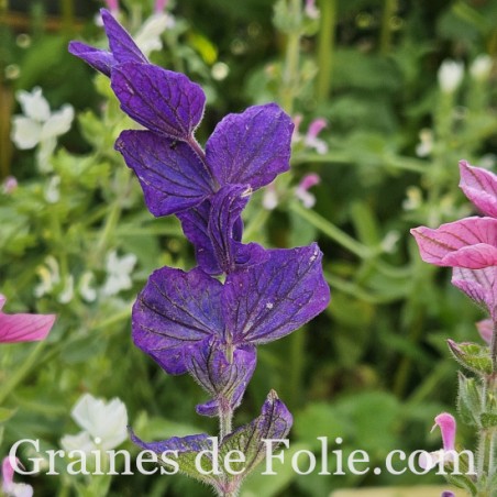 SAUGE HORMIN OXFORT BLUE salvia viridis