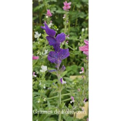 SAUGE HORMIN OXFORT BLUE salvia viridis
