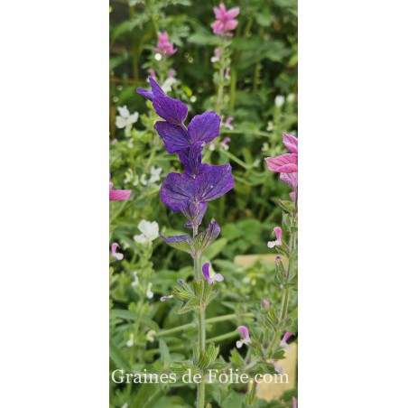 SAUGE HORMIN OXFORT BLUE salvia viridis
