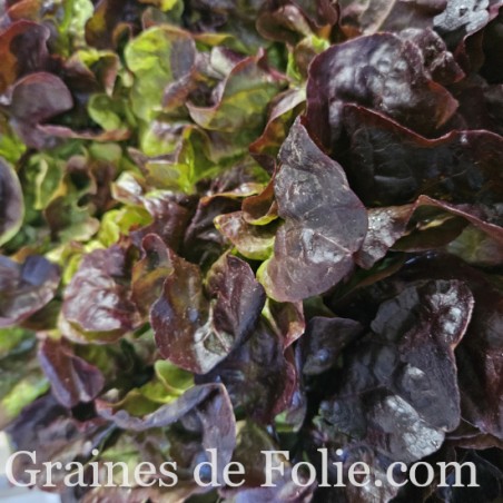 Laitue feuille de Chêne rouge
