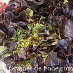 Laitue feuille de Chêne rouge