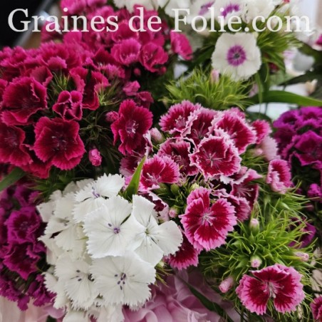 Oeillet de Poètes dianthus barbatus