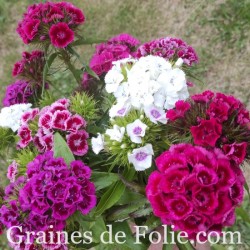 Oeillet de Poètes dianthus barbatus