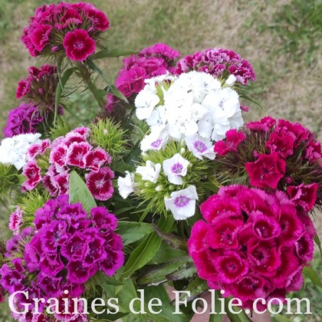 Oeillet de Poètes dianthus barbatus