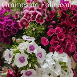 Oeillet de Poètes dianthus barbatus