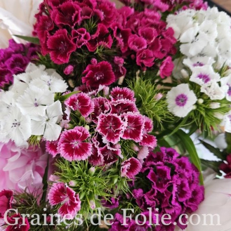 Oeillet de Poètes dianthus barbatus