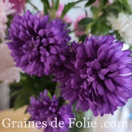 REINE MARGUERITE ASTER KING SIZE BLEU