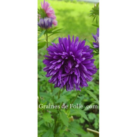 REINE MARGUERITE ASTER KING SIZE BLEU