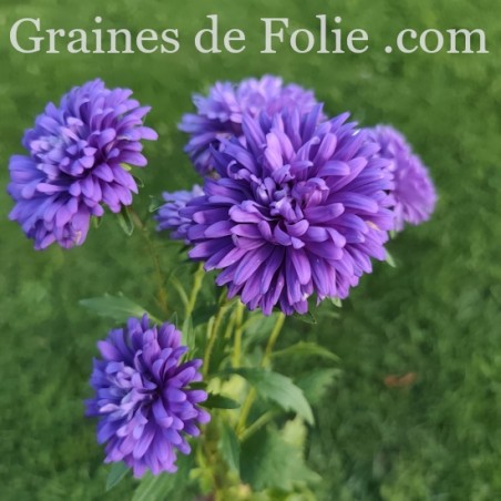 REINE MARGUERITE ASTER KING SIZE BLEU