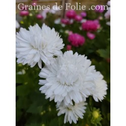 REINE MARGUERITE ASTER KING SIZE BLANCHE