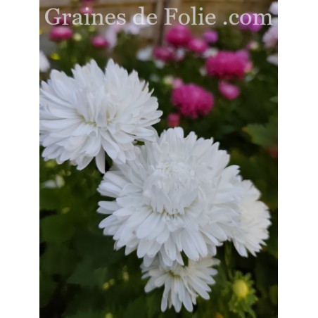 REINE MARGUERITE ASTER KING SIZE BLANCHE