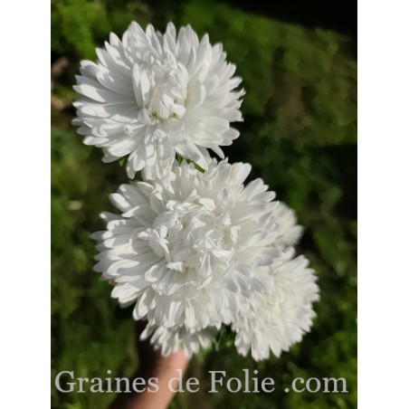 REINE MARGUERITE ASTER KING SIZE BLANCHE