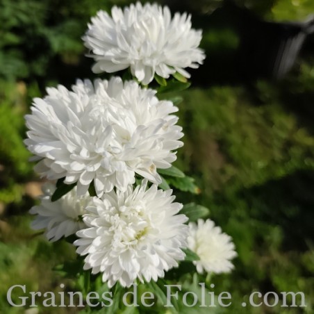 REINE MARGUERITE ASTER KING SIZE BLANCHE