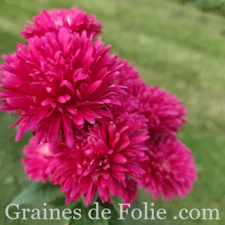 REINE MARGUERITE ASTER KING SIZE ROUGE
