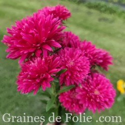 REINE MARGUERITE ASTER KING SIZE ROUGE