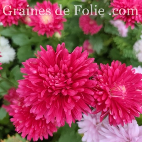 REINE MARGUERITE ASTER KING SIZE ROUGE
