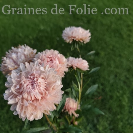 REINE MARGUERITE ASTER KING SIZE ABRICOT