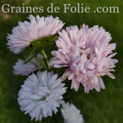 REINE MARGUERITE ASTER KING SIZE APPLEBLOSSOM