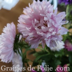 REINE MARGUERITE ASTER KING SIZE APPLEBLOSSOM
