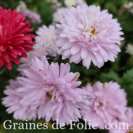 REINE MARGUERITE KING SIZE APPLEBLOSSOM