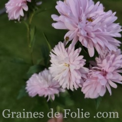 REINE MARGUERITE FLEUR DE POMMIER KING SIZE APPLEBLOSSOM