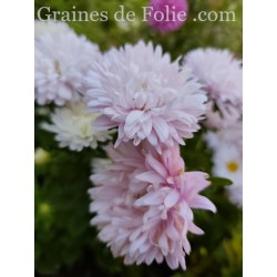 REINE MARGUERITE ASTER KING SIZE APPLEBLOSSOM