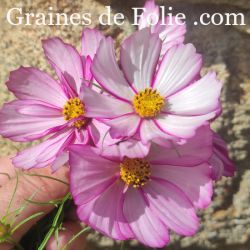 COSMOS FIZZY ROSE PICOTEE