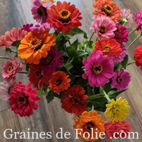 ZINNIA de CALIFORNIE elegans Mix