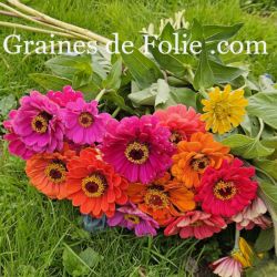 ZINNIA de CALIFORNIE elegans Mix