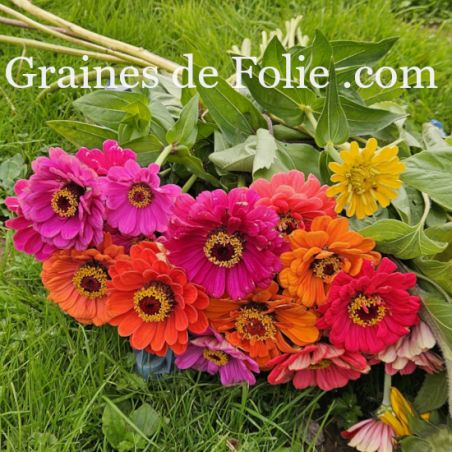 ZINNIA de CALIFORNIE elegans Mix