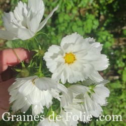 COSMOS FIZZY BLANC