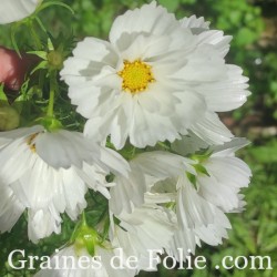 COSMOS FIZZY BLANC