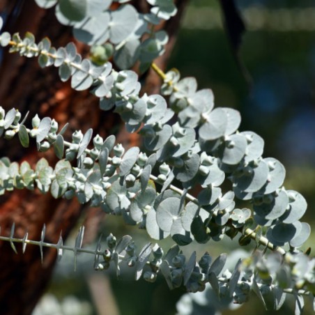 GOMMIER ARGENTE Eucalyptus pulverulenta