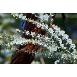 GOMMIER ARGENTE Eucalyptus pulverulenta