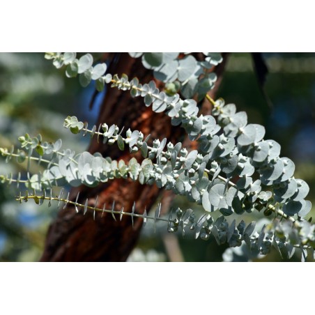 GOMMIER ARGENTE Eucalyptus pulverulenta