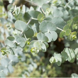 GOMMIER ARGENTE Eucalyptus pulverulenta