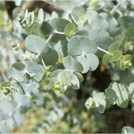GOMMIER ARGENTE Eucalyptus pulverulenta