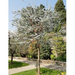 GOMMIER ARGENTE Eucalyptus pulverulenta wikimedia daderot