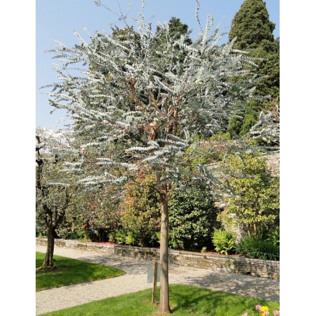 GOMMIER ARGENTE Eucalyptus pulverulenta wikimedia daderot